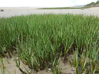 Spartina maritima 5, Klein slijkgras, Saxifraga-Ed Stikvoort